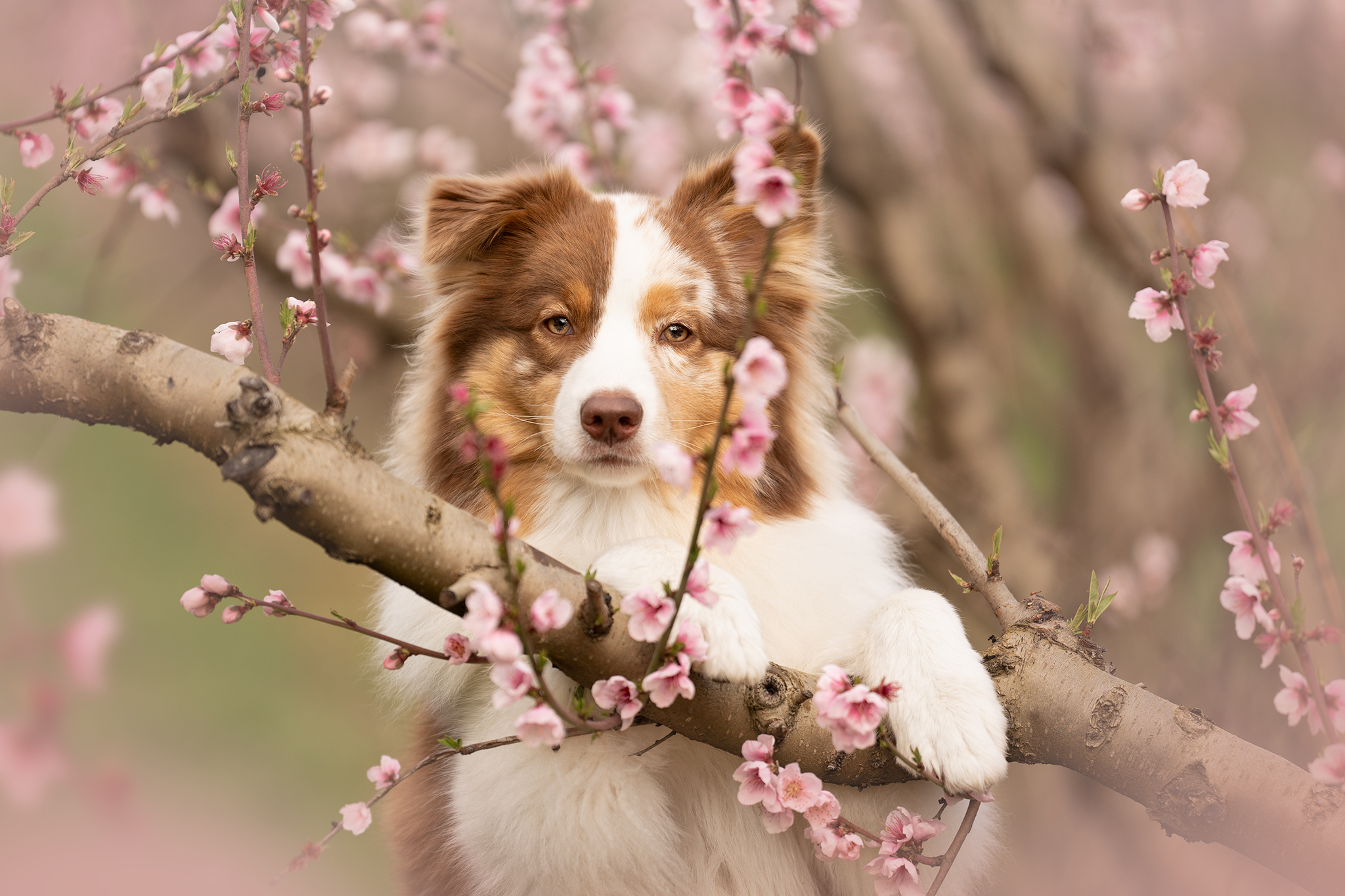 Abricotiers en fleurs