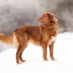 Quel appareil photo acheter pour des photos d’animaux ?