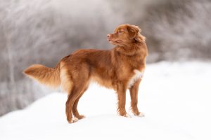 Quel appareil photo acheter pour des photos d’animaux ?