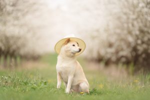 Que dois-je emmener pour ma séance photo/vidéo avec mon animal ?
